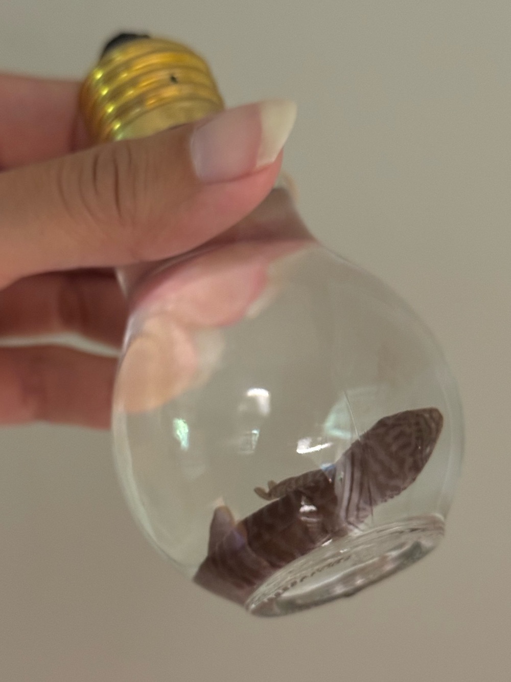 Oddities and Curiosities- Preserved day gecko wet specimen in bulb jar